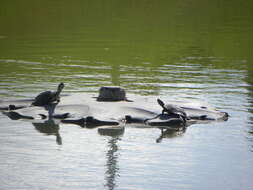 Image of slider turtle, red-eared terrapin, red-eared slider