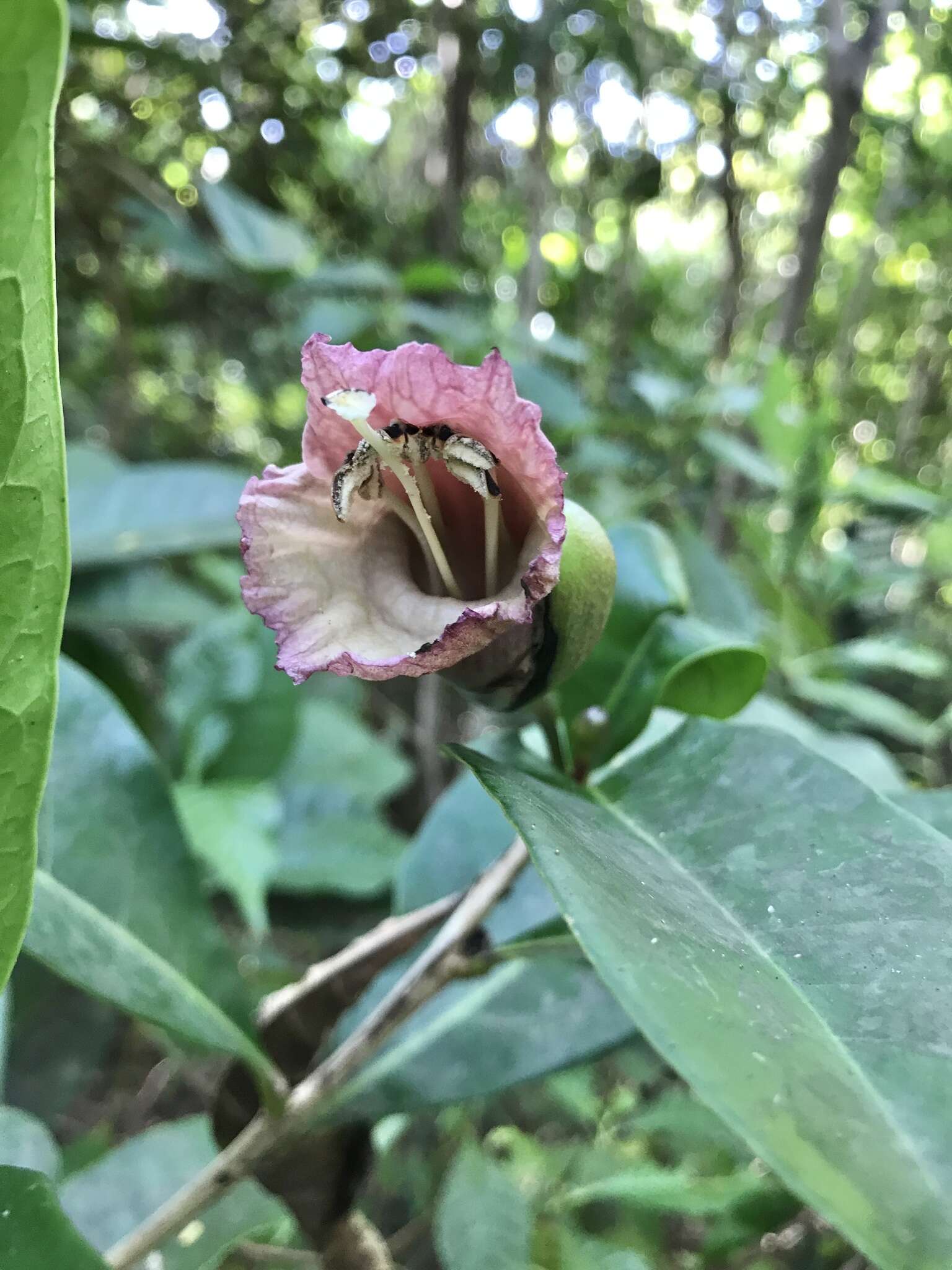 Imagem de Amphitecna latifolia (Mill.) A. H. Gentry