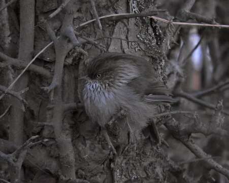 Image of Chinese Fulvetta