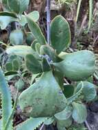 Imagem de Cotyledon orbiculata var. oblonga (Haw.) DC.