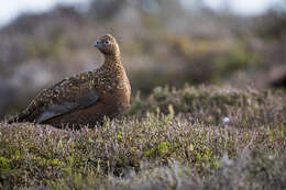 Слика од Lagopus lagopus scotica (Latham 1787)