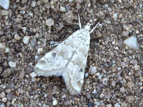 Image of Cabbage Webworm Moth