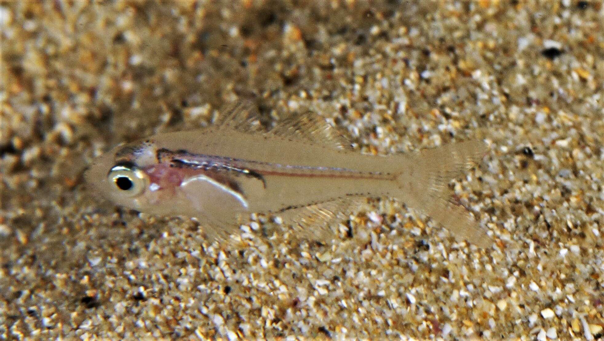 Image of Port Jackson glassfish