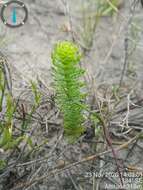 Euryops ursinoides B. Nordenst. resmi