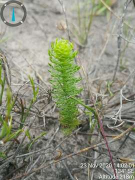 Image of Euryops ursinoides B. Nordenst.