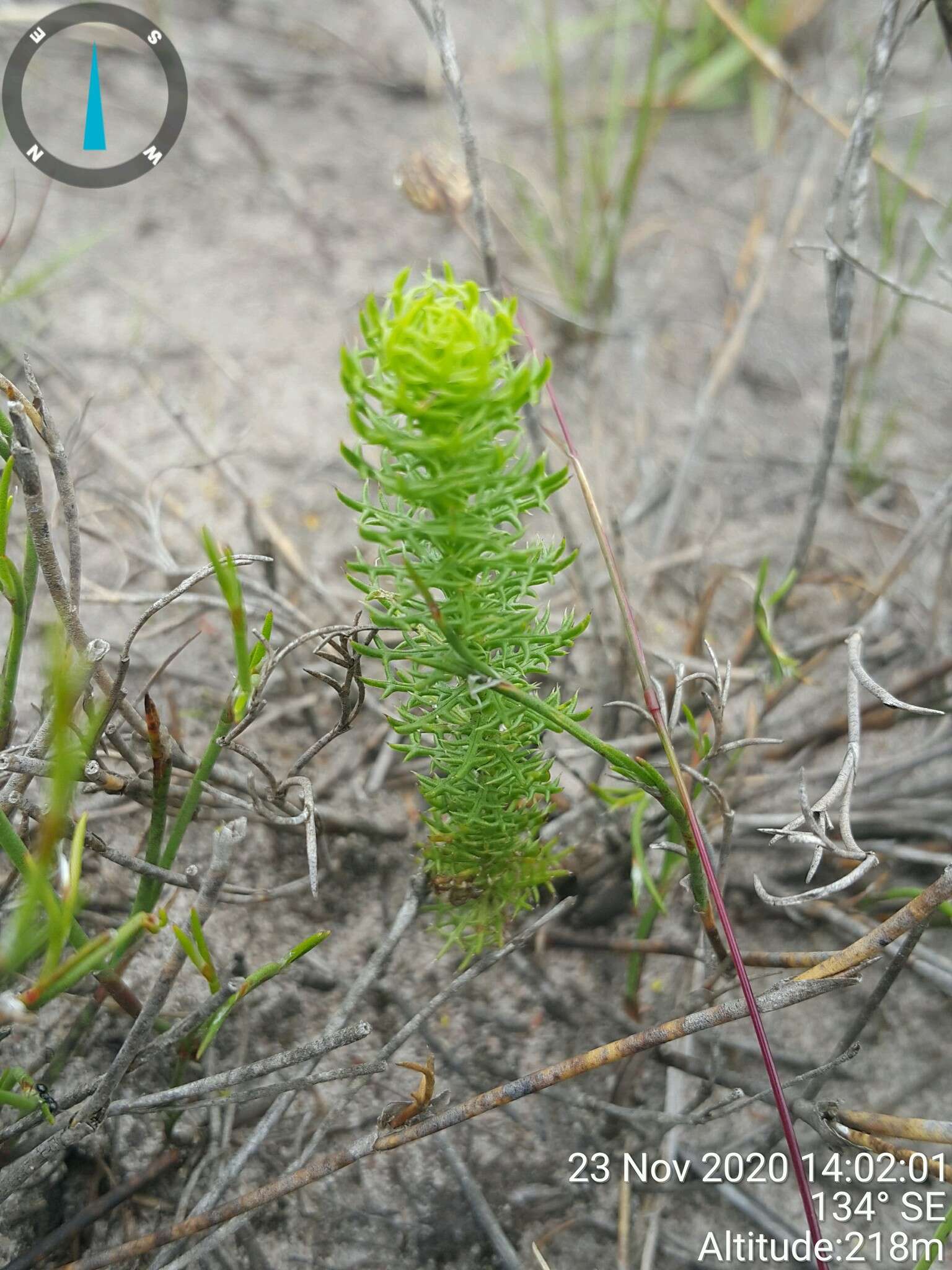 Euryops ursinoides B. Nordenst. resmi