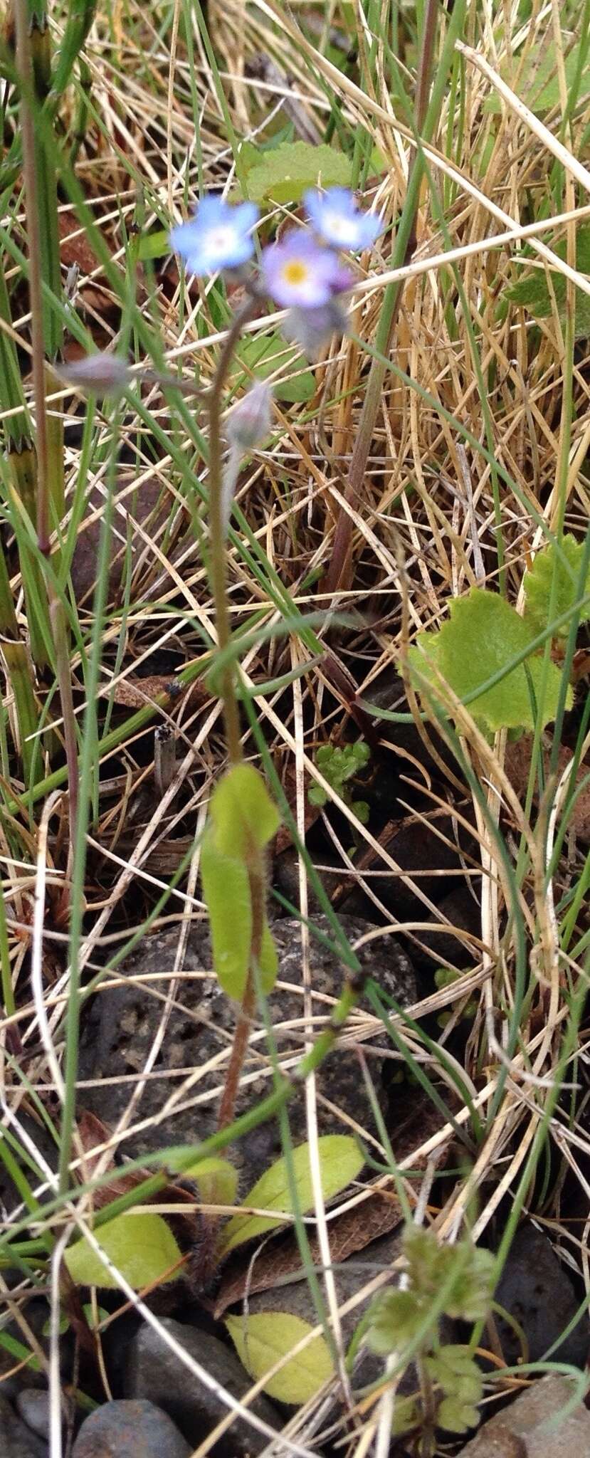 Слика од Myosotis arvensis (L.) Hill