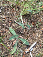 Image of white hawkweed