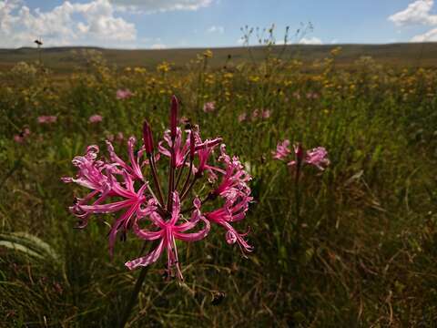 Image of Nerine angustifolia (Baker) W. Watson