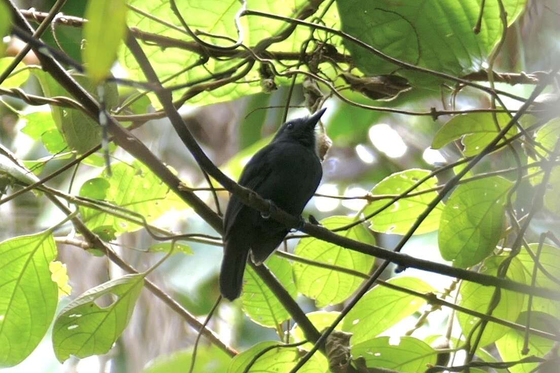 Image of Bluish-slate Antshrike