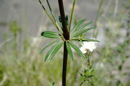 Image of Asperula molluginoides (M. Bieb.) Rchb.