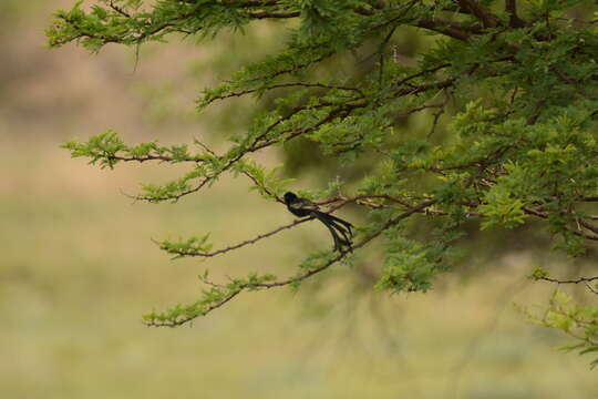 Image of Red-collared Whydah