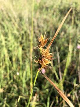 Image of Indianola Beak Sedge