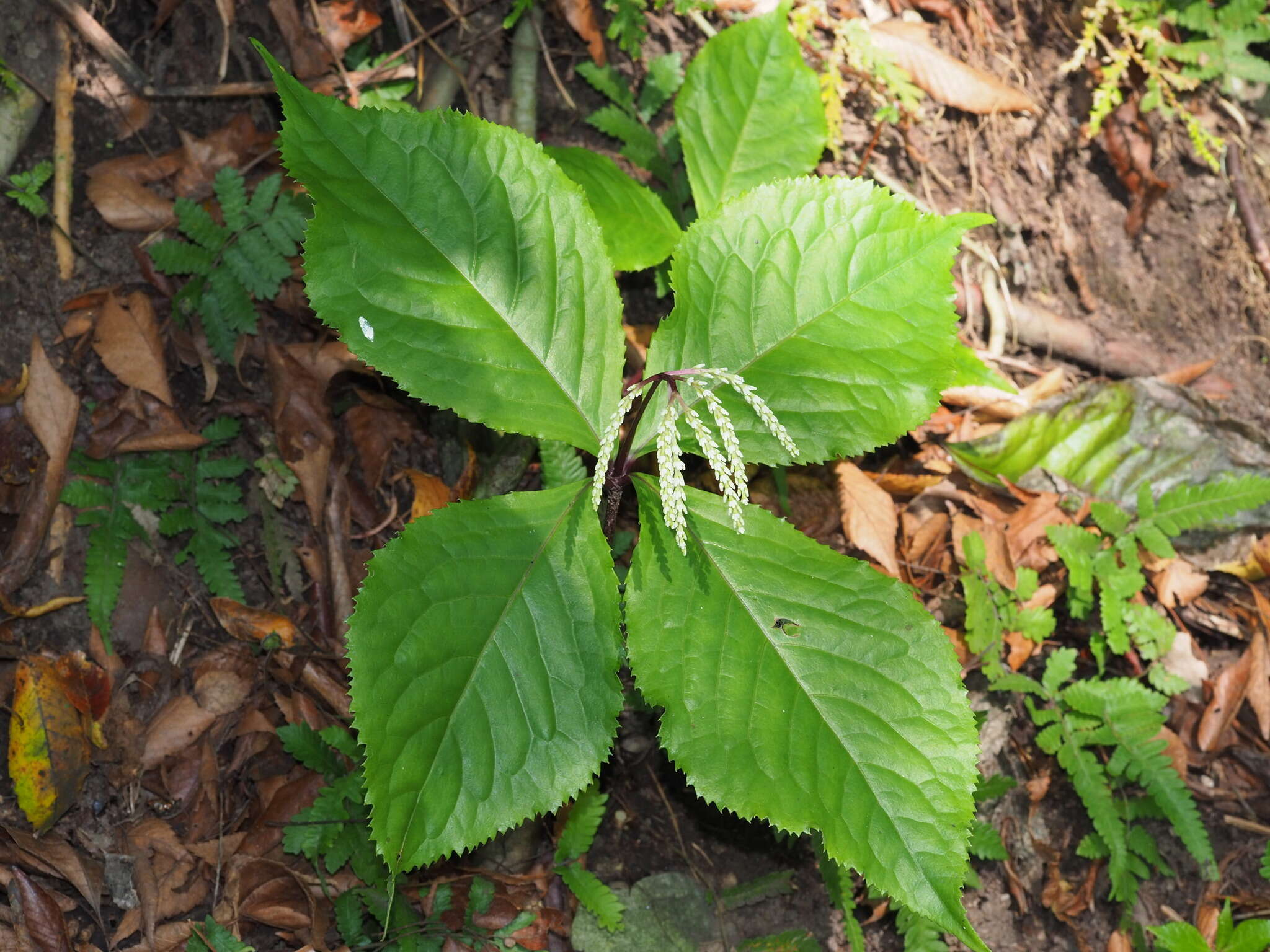 Image of Chloranthus oldhamii Solms