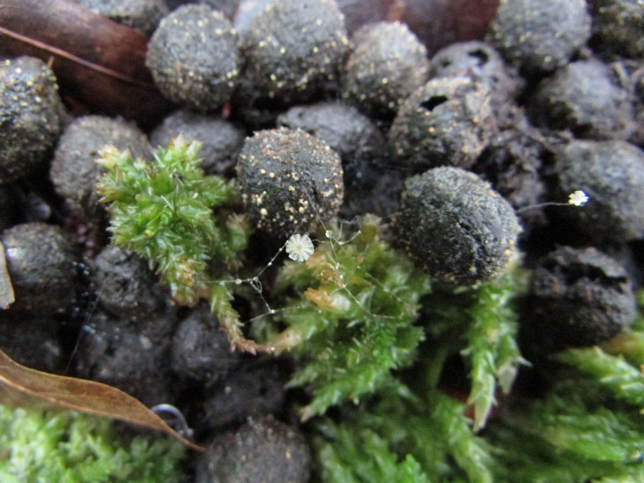 Image de Coprinellus pusillulus (Svrček) Házi, L. Nagy, Papp & Vágvölgyi 2011