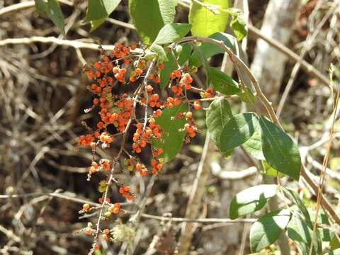 Image of Rhus terebinthifolia Schltdl. & Cham.