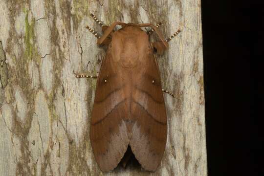 Image of Kunugia austroplacida Holloway 1987