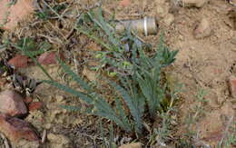 Image of Freesia viridis subsp. crispifolia (Goldblatt) J. C. Manning & Goldblatt