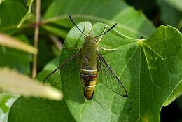 Plancia ëd Cephonodes hylas (Linnaeus 1771)