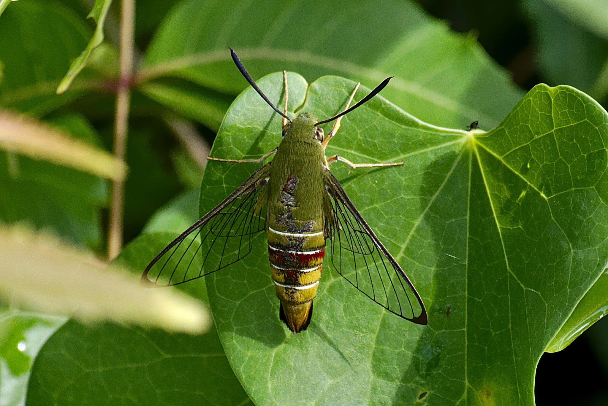 Image of Coffee Clearwing