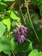 Image of Mucuna membranacea Hayata