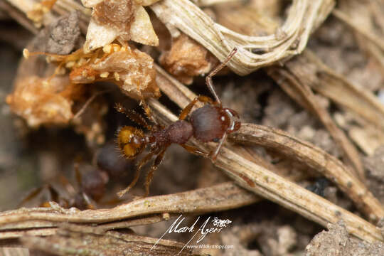 Plancia ëd Pheidole variabilis ocyma Forel 1915