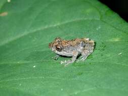 Image of Pristimantis ventrimarmoratus (Boulenger 1912)