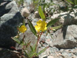 Imagem de Oenothera perennis L.