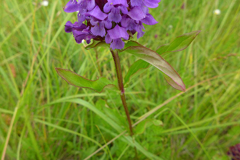 Prunella vulgaris subsp. vulgaris resmi