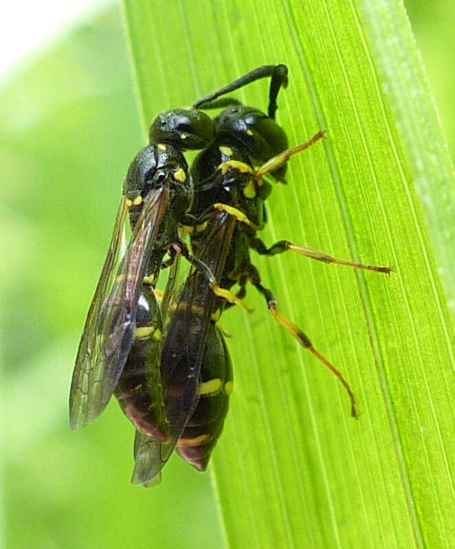 Sivun Symmorphus canadensis (de Saussure 1855) kuva