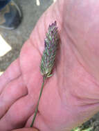 Image of California canarygrass