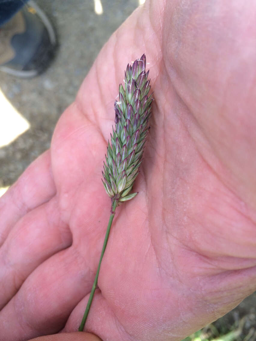 Image of California canarygrass