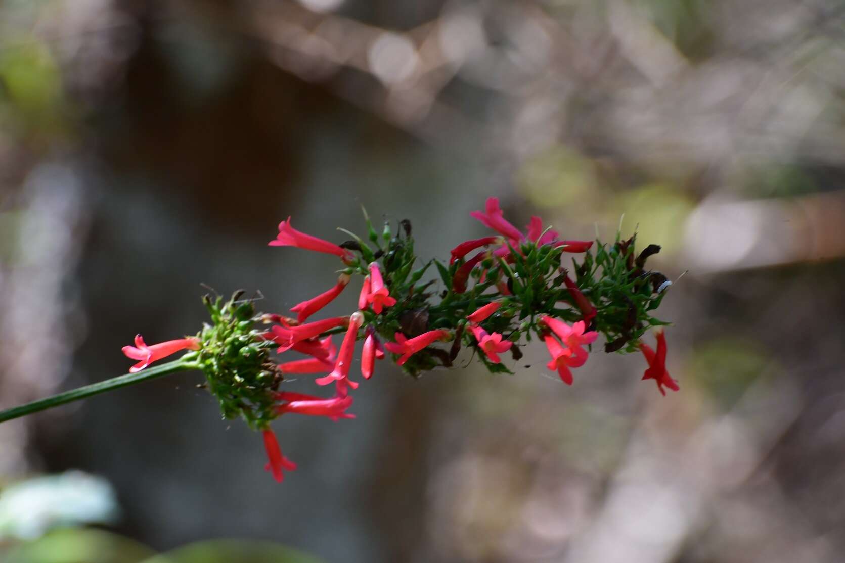 Russelia verticillata Kunth resmi