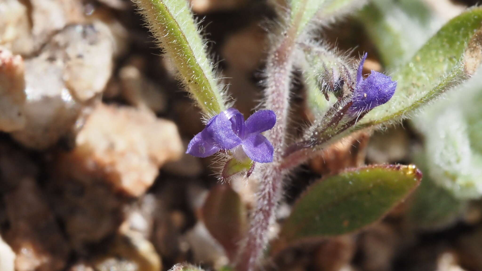 Image of San Jacinto bluecurls