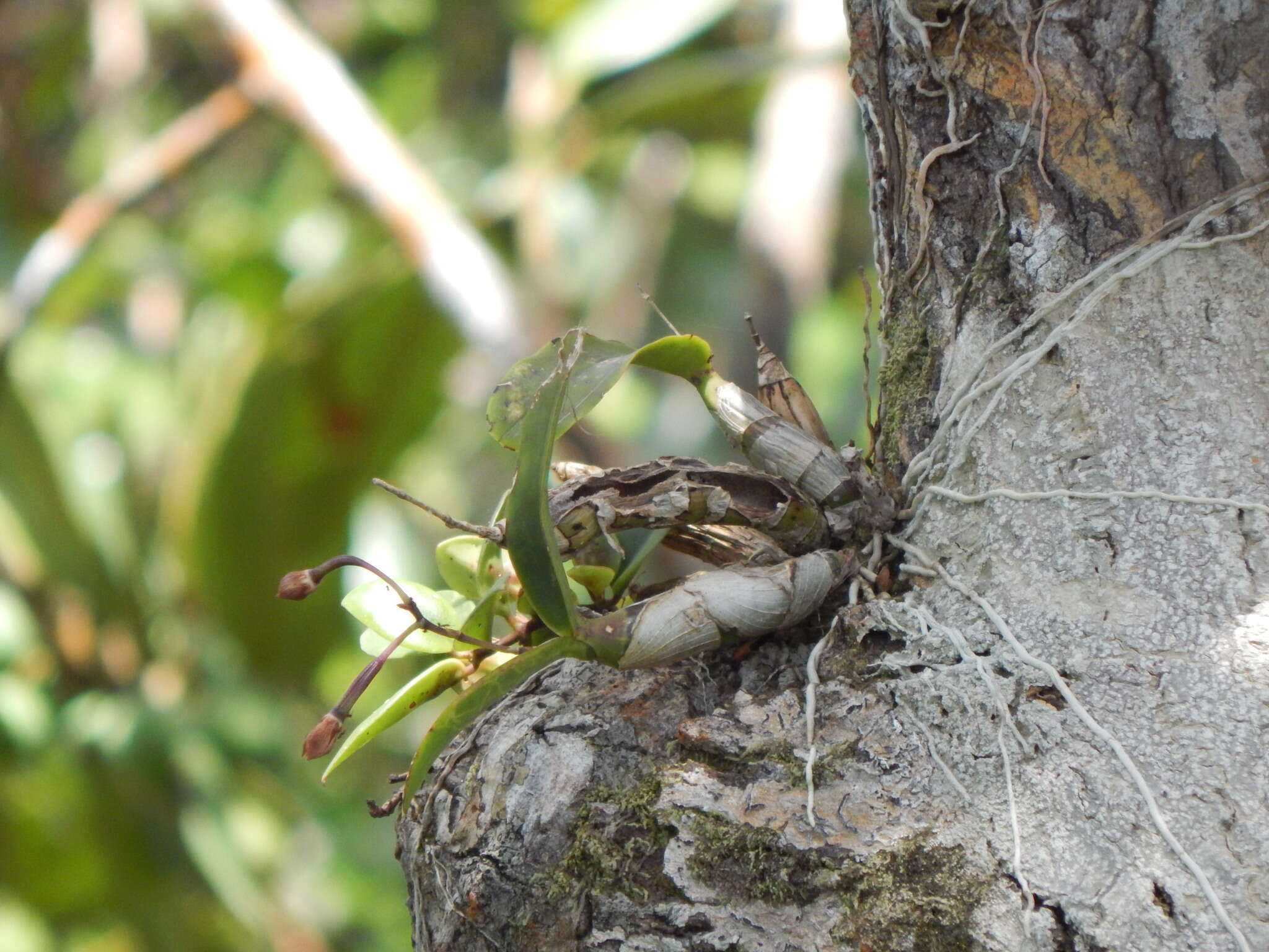 Image of Little Virgin orchid