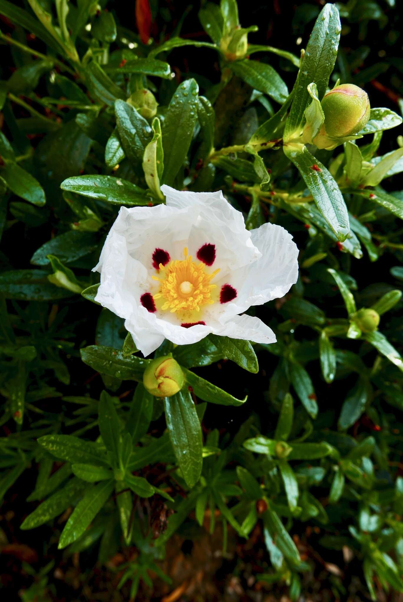 Image of common gum cistus