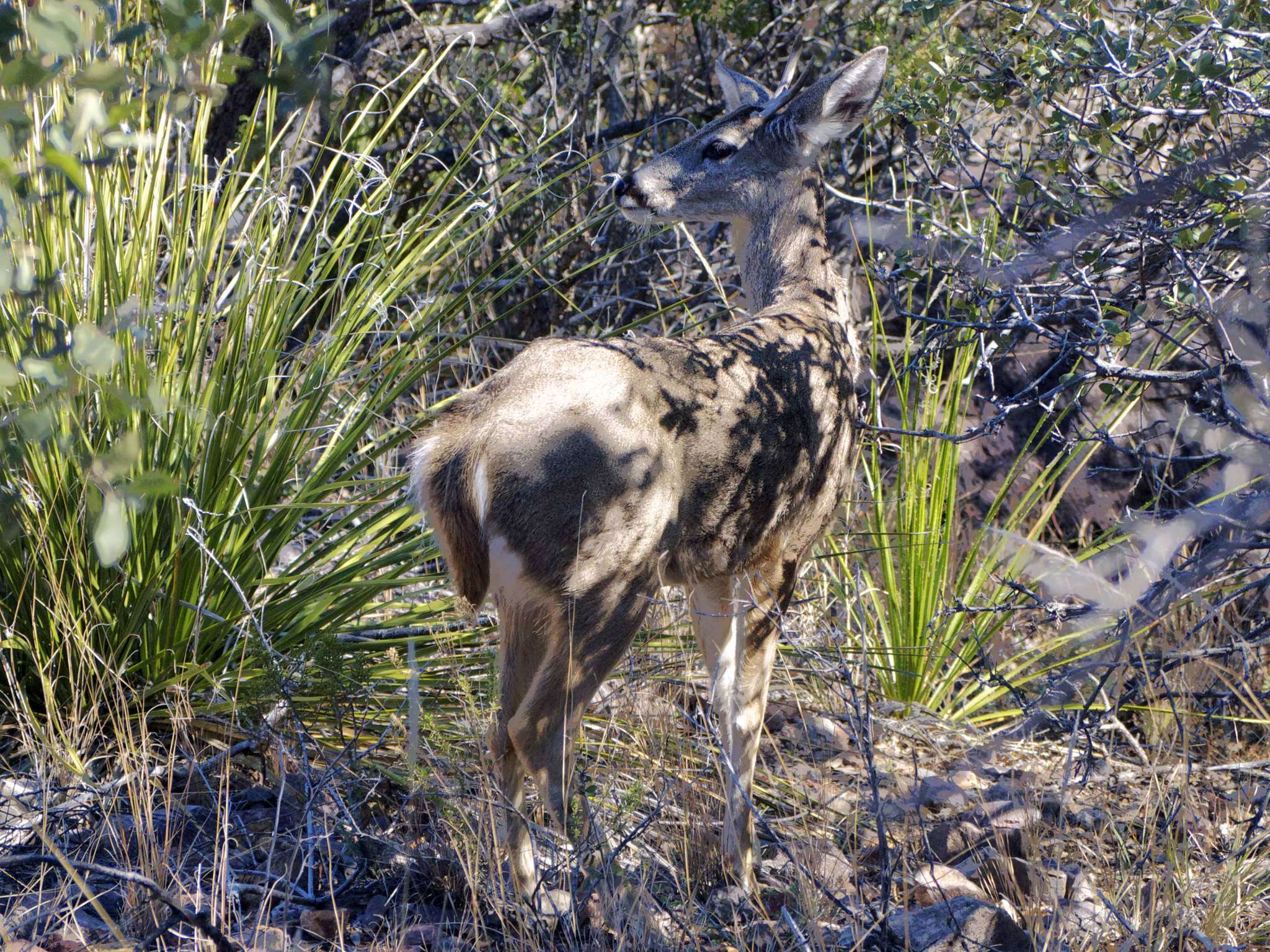 Image of Odocoileus virginianus carminis Goldman & Kellog 1940