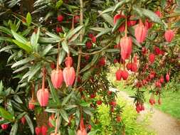 Image of Chilean Lantern Tree