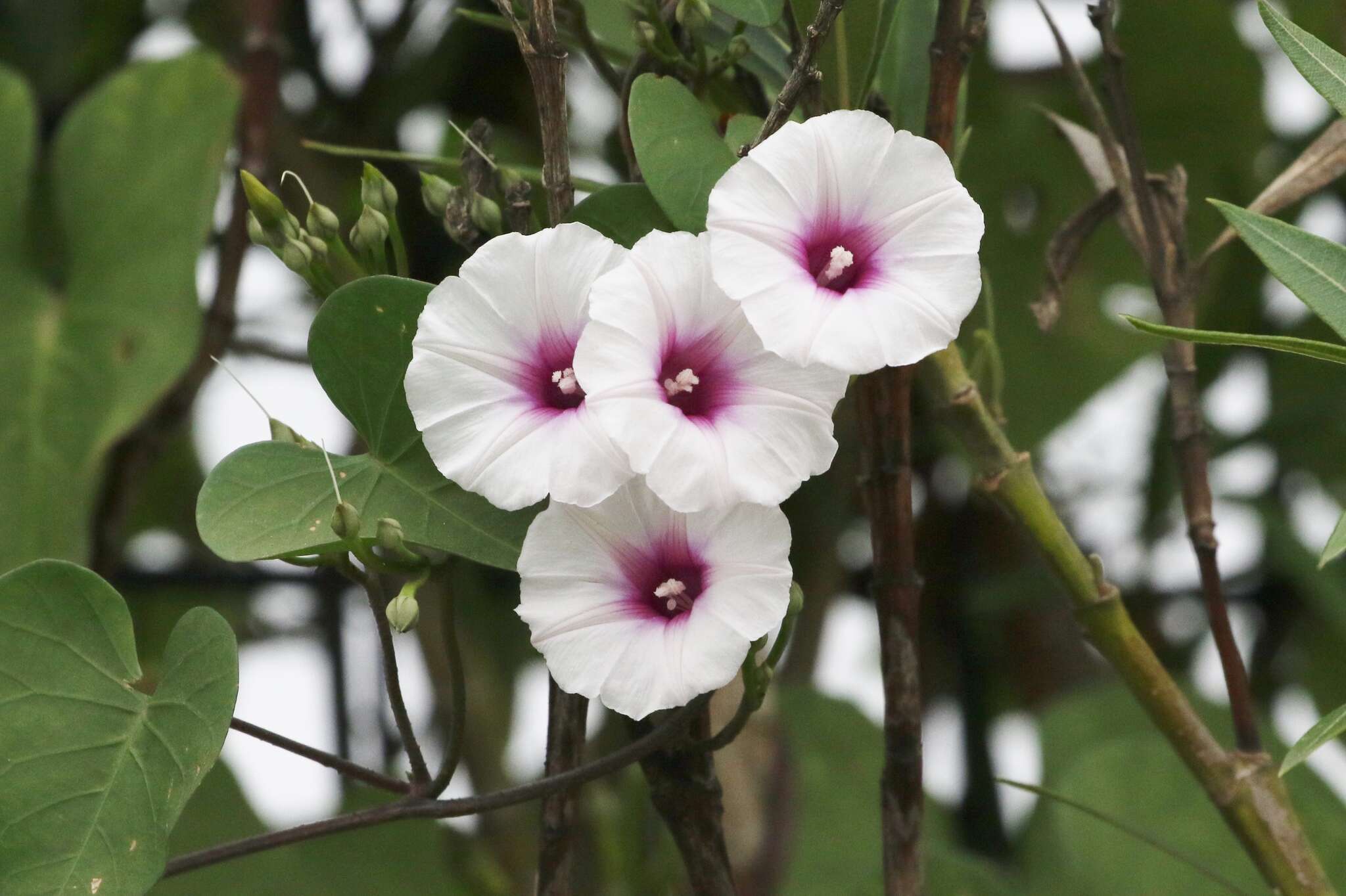 Image of Red-Center Morning-Glory