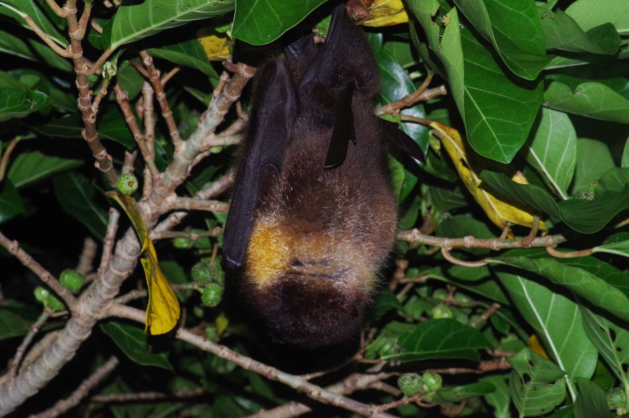 Image of Pteropus dasymallus inopinatus Kuroda 1933