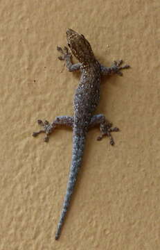 Image of Chobe Dwarf Gecko