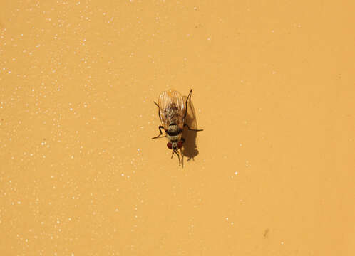 Image of Anthomyia silvestris Colless 1982