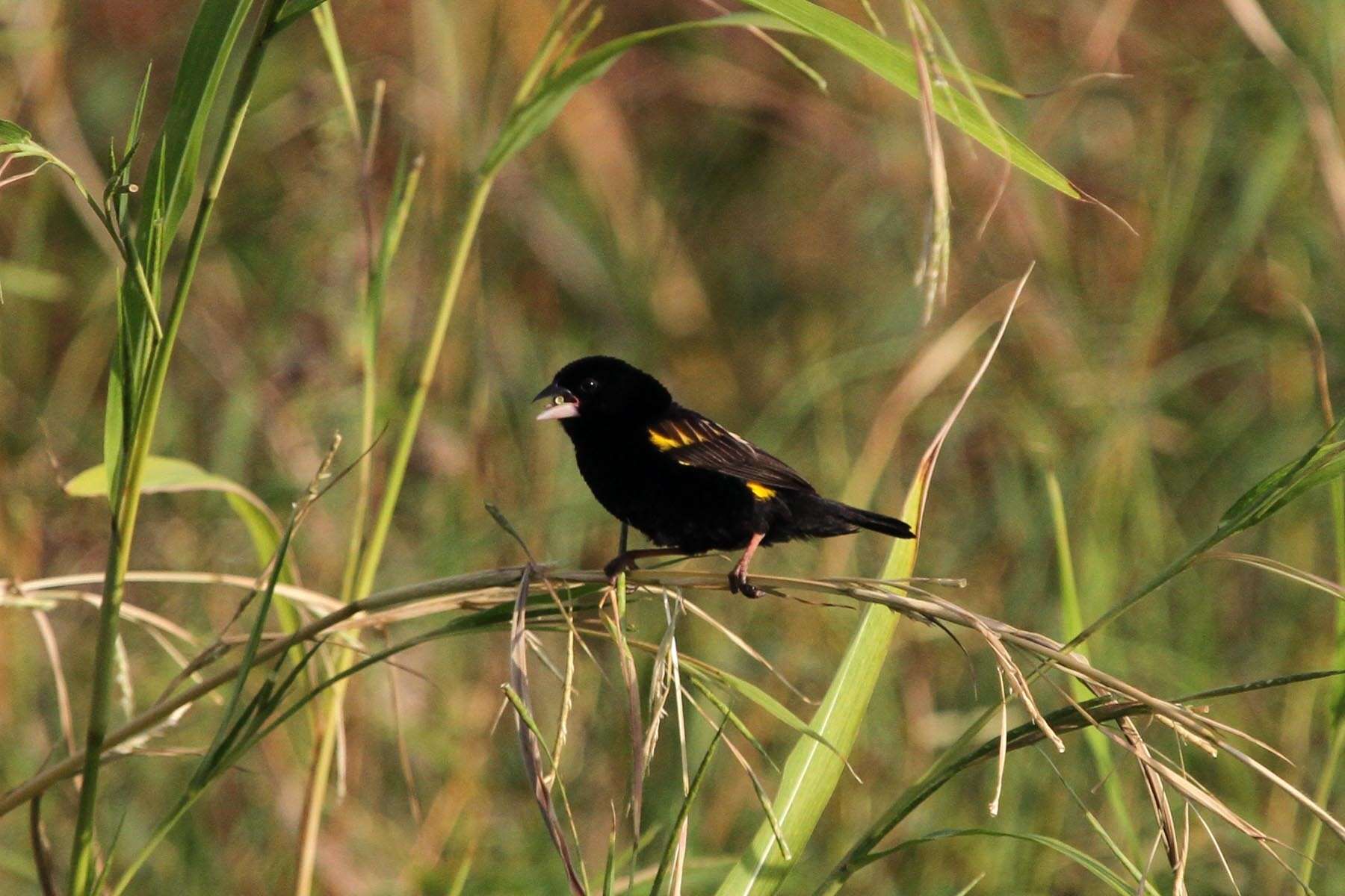 Image of Yellow Bishop