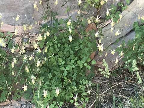 Image of Mancos columbine