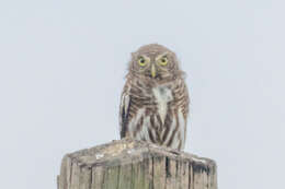 Image of Asian Barred Owlet