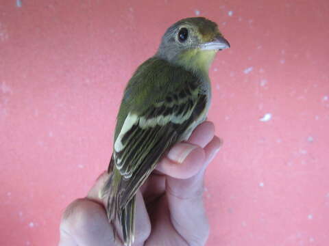 Piprites chloris (Temminck 1822)的圖片