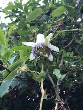 Image of sea anemone passion flower