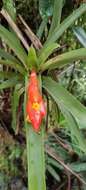 Image of Guzmania jaramilloi H. Luther