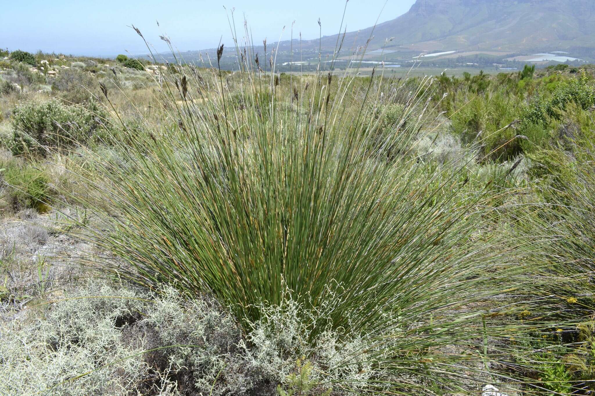 Image of Neesenbeckia punctoria (Vahl) Levyns