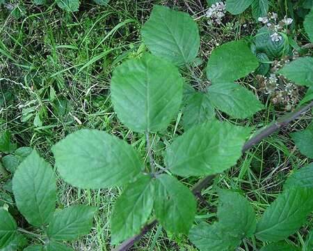 Plancia ëd Rubus macrophyllus Weihe & Nees